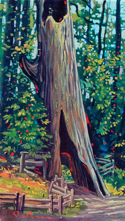 SOLD The Drive Through Tree! 22 X 13